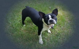 Boston Terrier dogs for sale: Coffee - Image 5