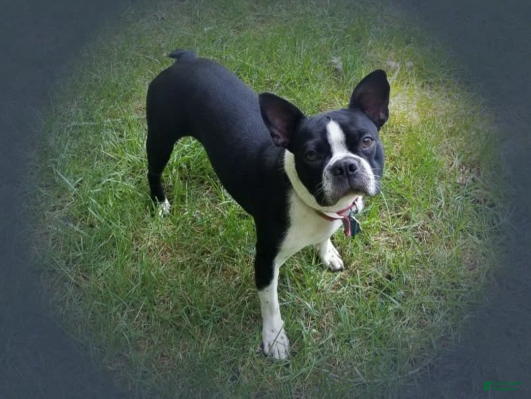 Boston Terrier dogs for sale: Coffee - Image 5