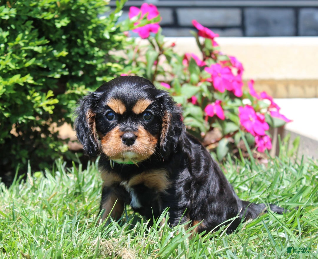 Cavalier King Charles Spaniel dogs for sale: Hope - Image 7