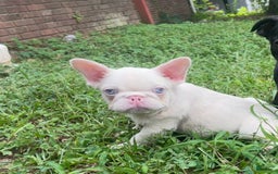 French Bulldog dogs for sale: Yang - Image 2