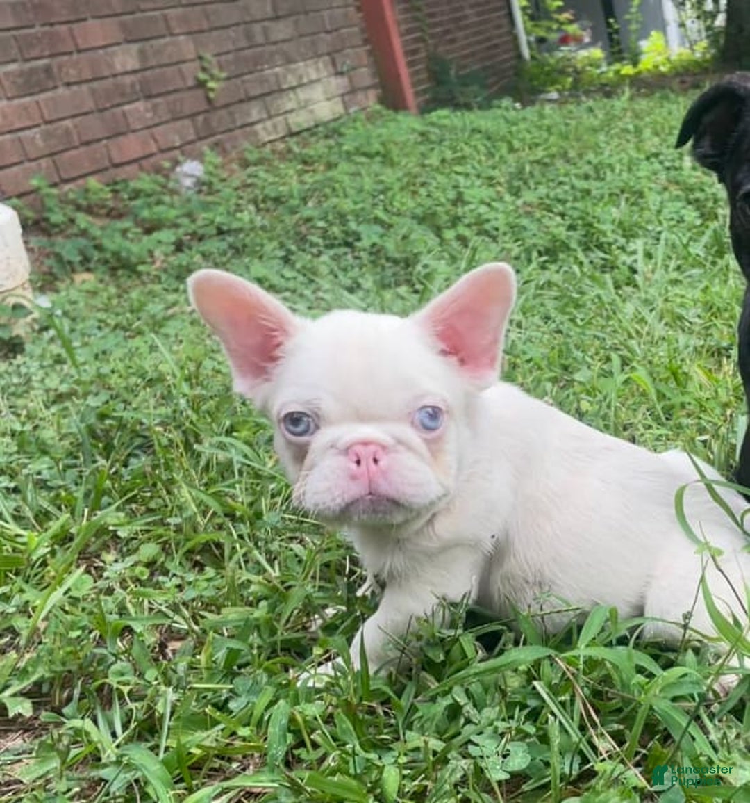 French Bulldog dogs for sale: Yang - Image 2