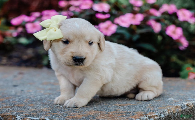 Golden Retriever dogs for sale - Ad 4