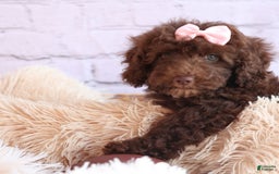 Cockapoo dogs for sale: Barb - Image 9