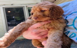 Goldendoodle dogs for sale: Bayar - Image 1