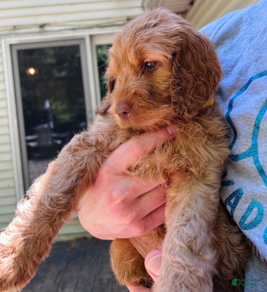 Goldendoodle dogs for sale: Bayar - Image 1