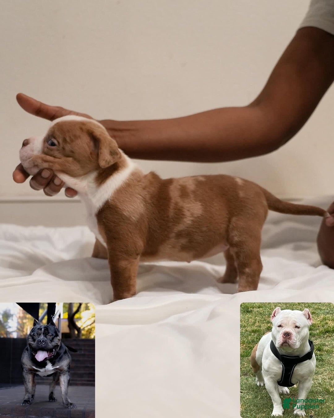American Bully dogs for sale: Coco - Image 1