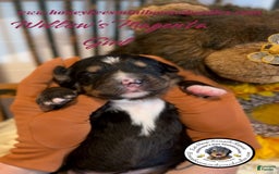 Mini Bernedoodle dogs for sale: Willows Magenta Girl - Image 12