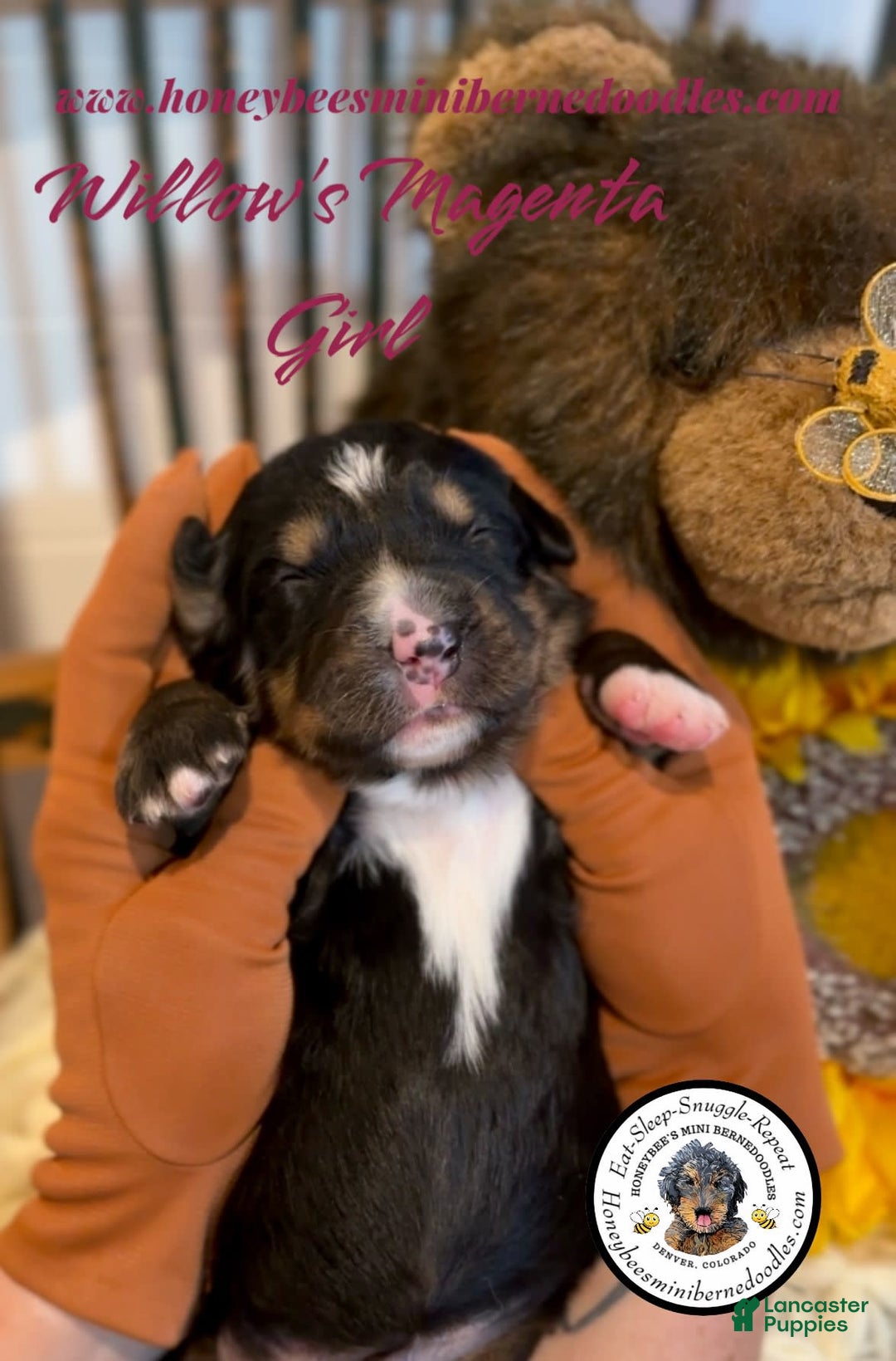 Mini Bernedoodle dogs for sale: Willows Magenta Girl - Image 12