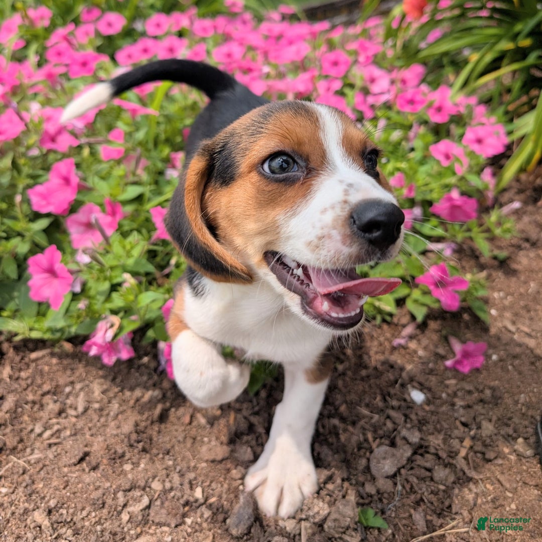 Beagle dogs for sale: Caramel - Image 3
