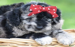Mini Goldendoodle dogs for sale: Devonte - Image 4