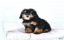 Miniature Poodle dogs for sale: Loura - Image 5
