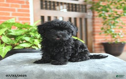 Havapoo dogs for sale: Gibson - Image 1