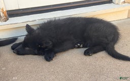 German Shepherd dogs for sale: Nemesis - Image 2
