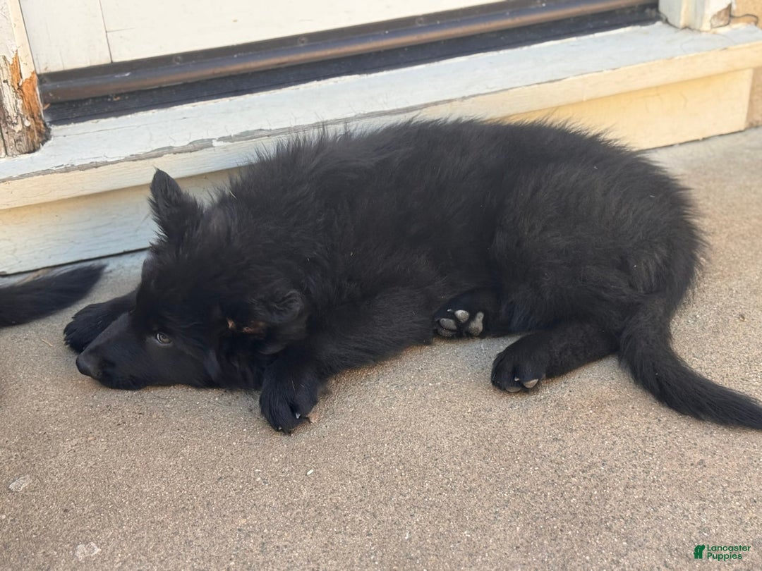 German Shepherd dogs for sale: Nemesis - Image 2