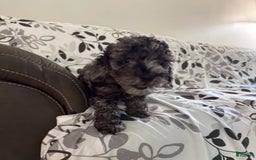 Toy Poodle dogs for sale: Lucas - Image 3