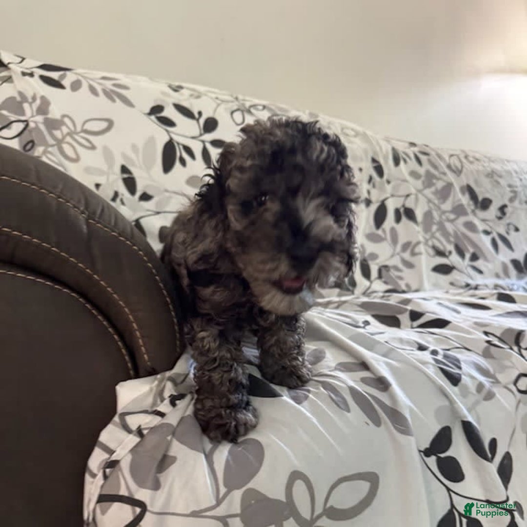 Toy Poodle dogs for sale: Lucas - Image 3