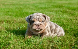 English Bulldog dogs for sale: Sadie - Image 5