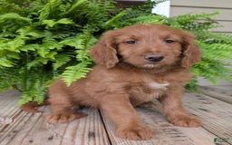 Goldendoodle dogs for sale: Ellie - Image 2