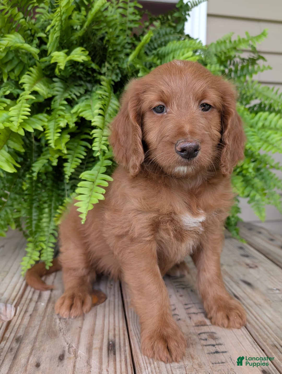 Goldendoodle dogs for sale: Ellie - Image 2