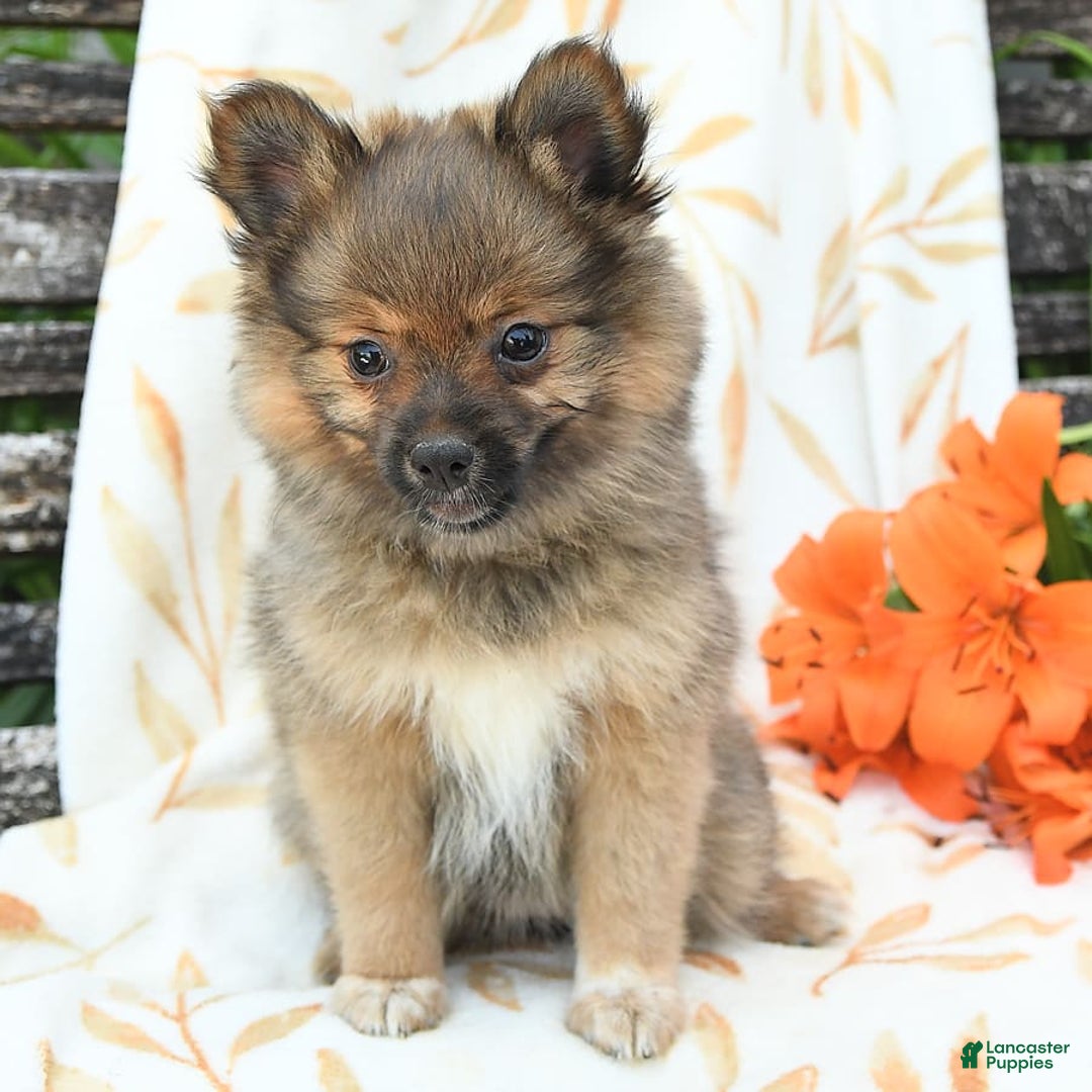 Pomeranian dogs for sale: Jill - Image 9