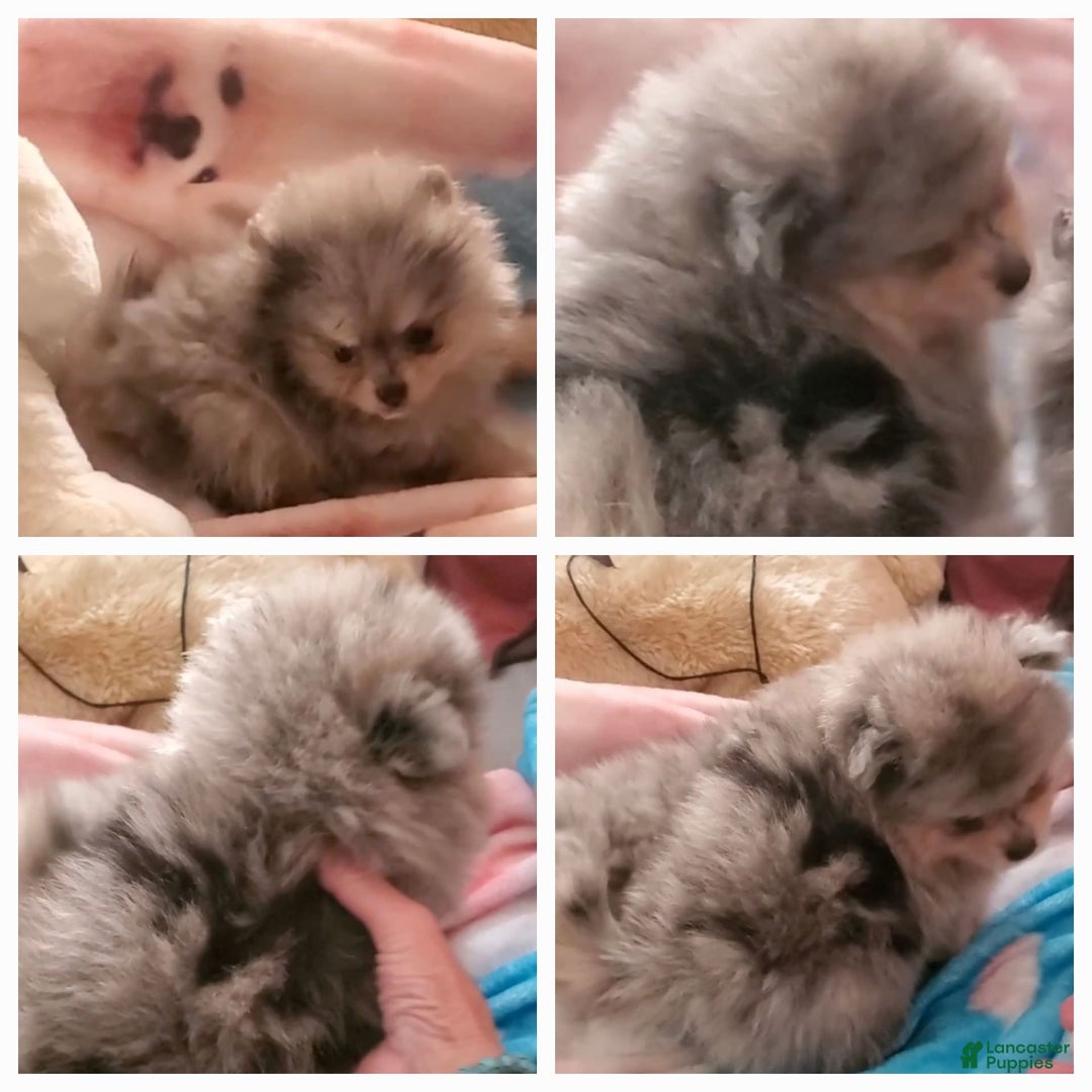 Pomeranian dogs for sale: Buzz - Image 9