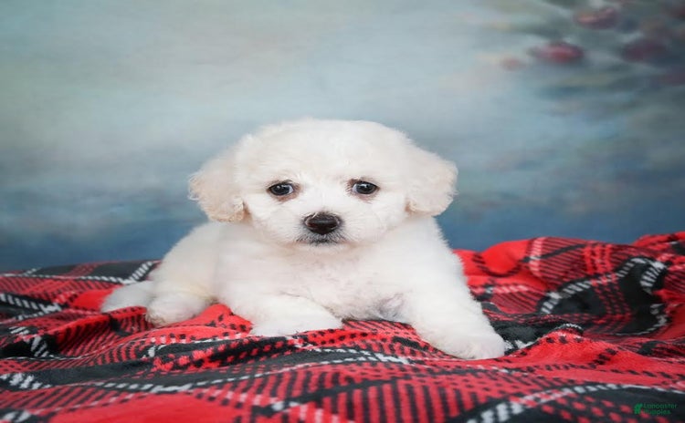 Bichon Frise dogs - Advert 14