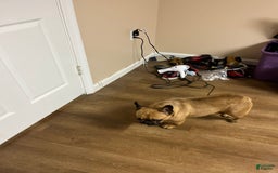French Bulldog dogs for sale: Nylah - Image 2