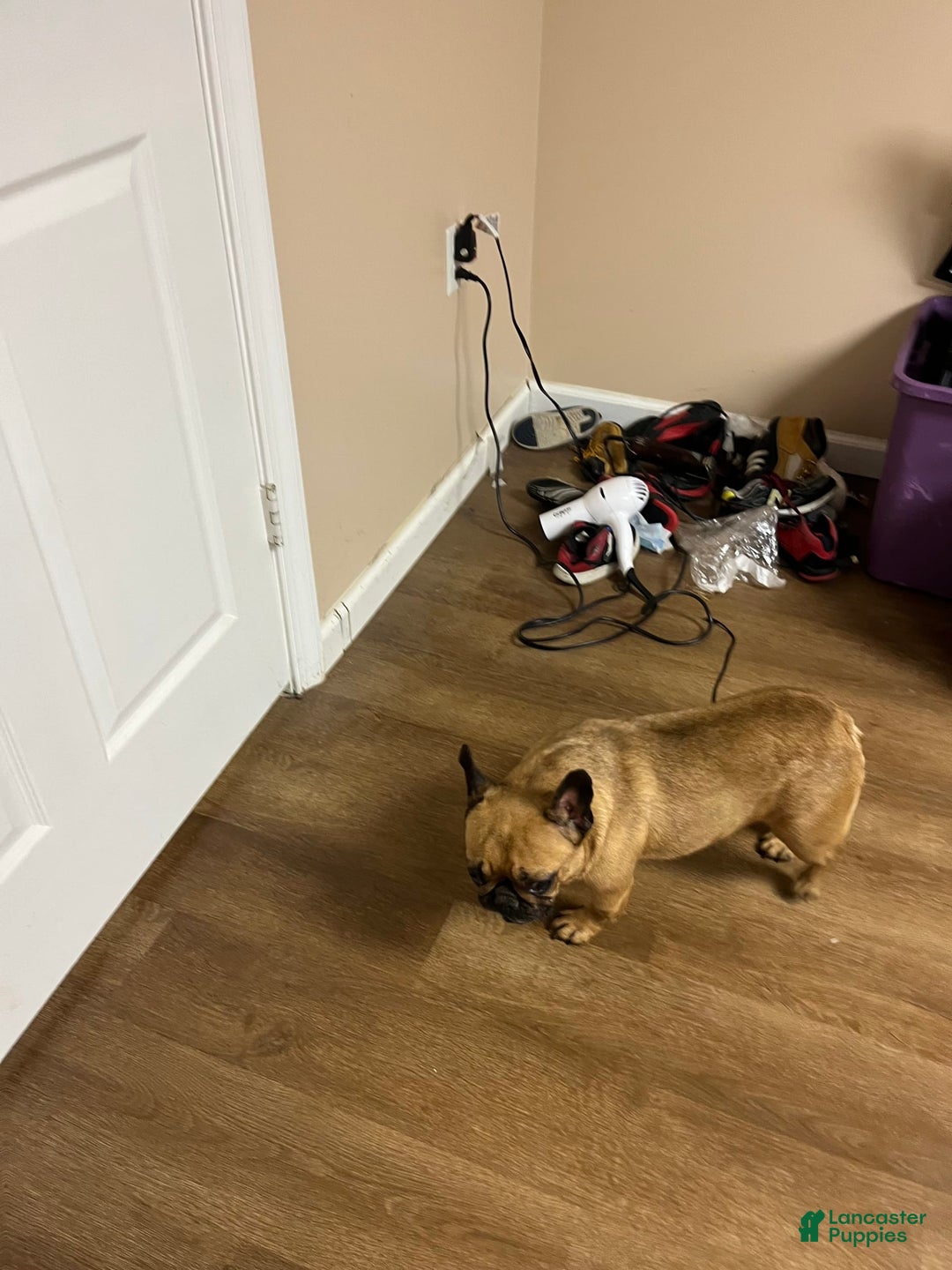 French Bulldog dogs for sale: Nylah - Image 2