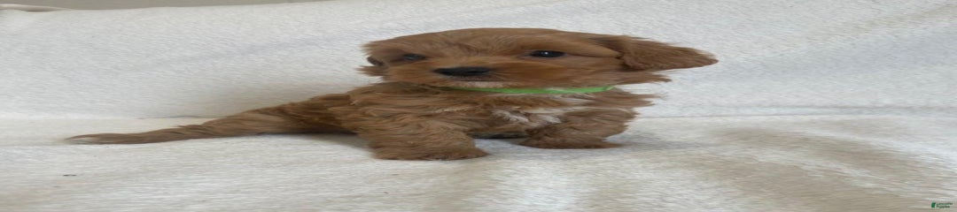 Bram