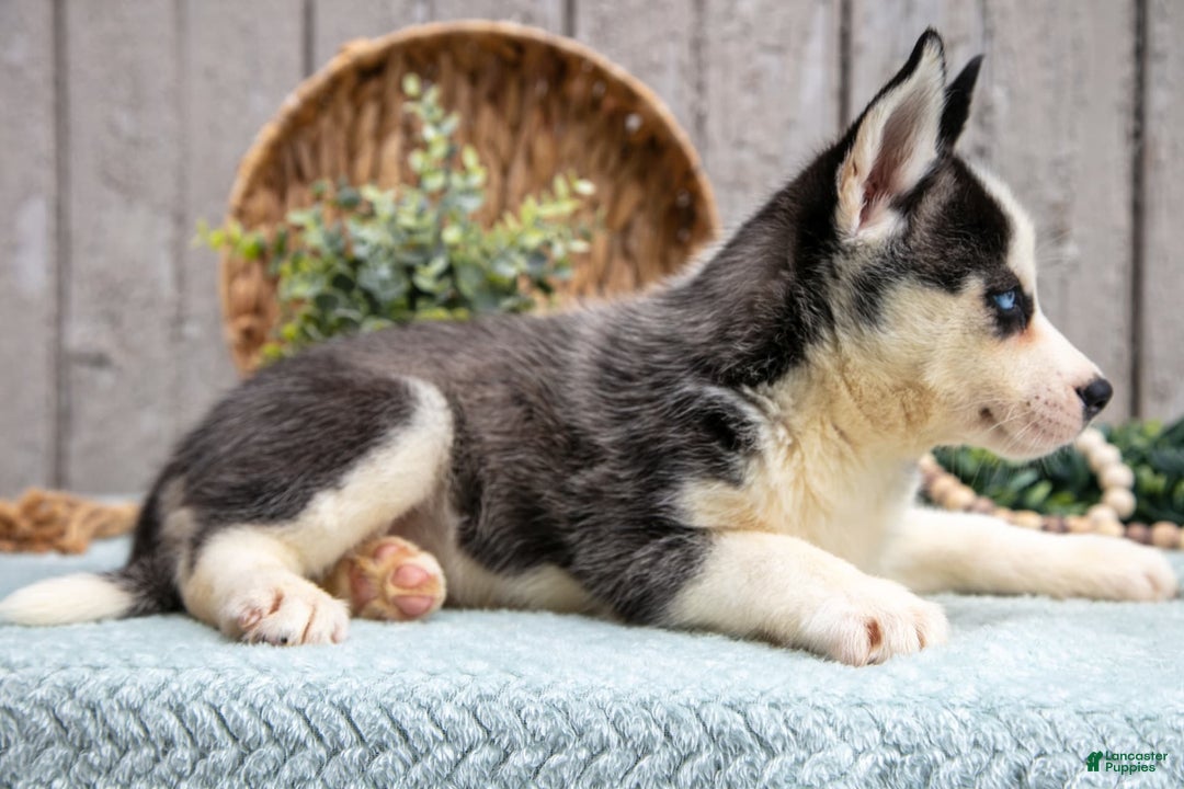 Siberian Husky dogs for sale: Tonya - Image 3