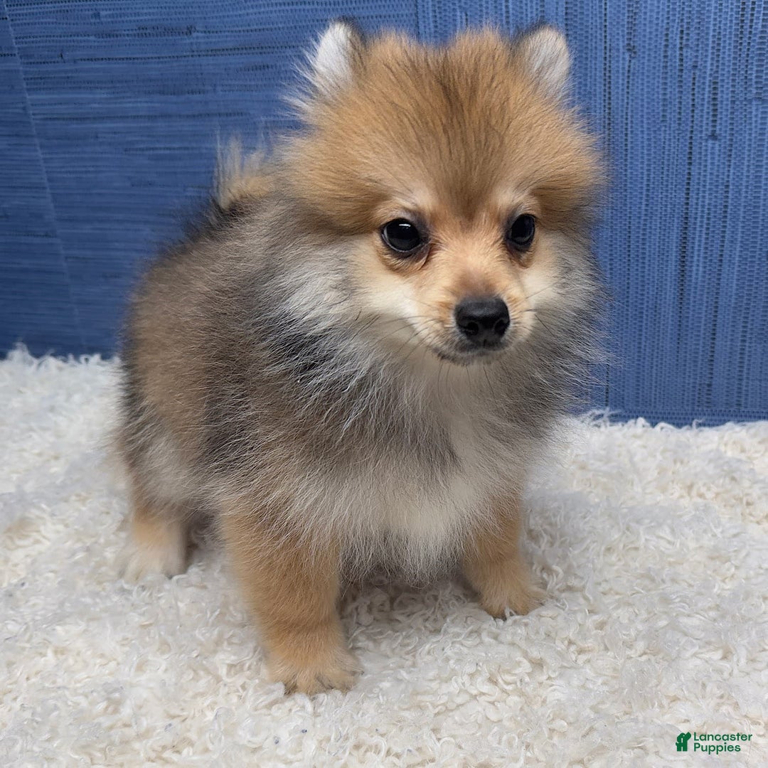 Pomeranian dogs for sale: Ricky - Image 10