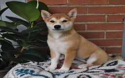Shiba Inu dogs for sale: Daisy - Image 4