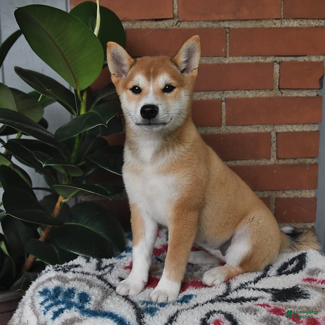 Shiba Inu dogs for sale: Daisy - Image 4