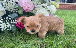 Morkie dogs for sale: Mikie - Image 5