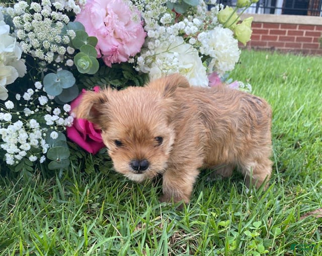 Morkie dogs for sale: Mikie - Image 5