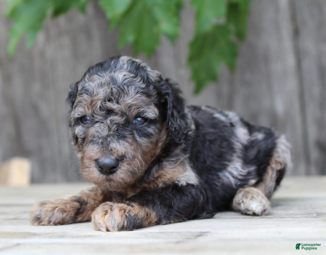 Standard Poodle dogs for sale: Rome Moyen - Image 8