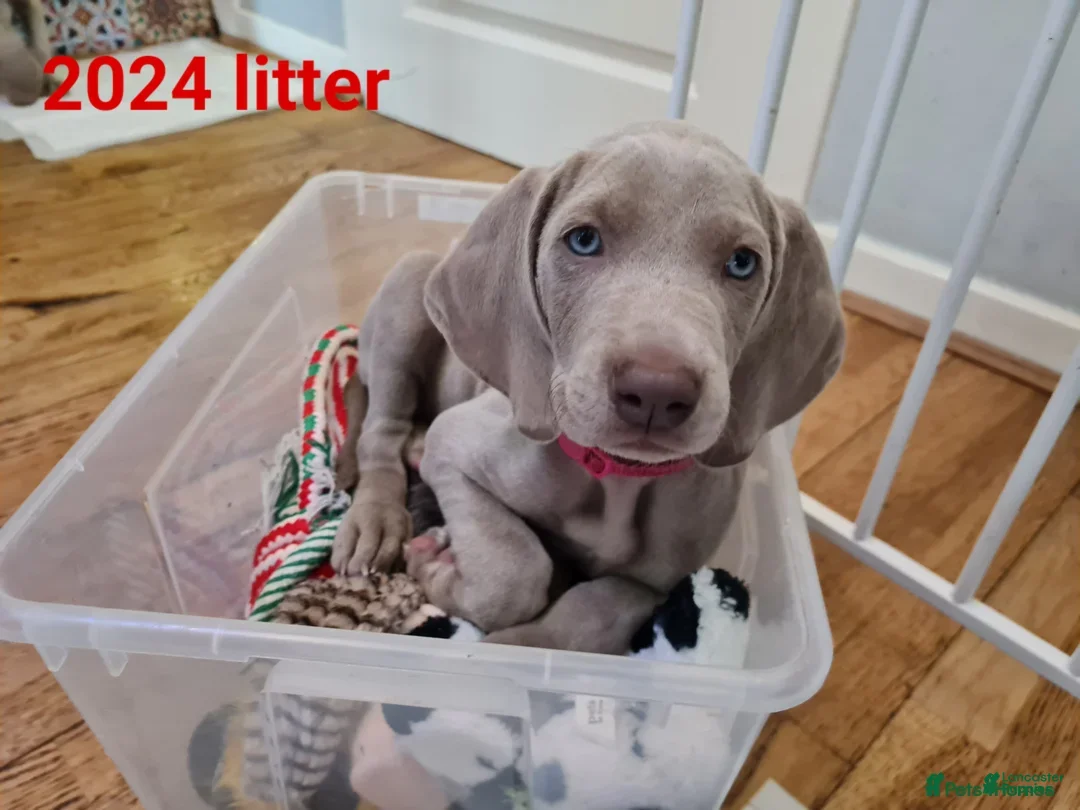 Afghan Hound dogs for sale: Afghan Hound Puppy 2 - Image 2