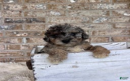 Cavapoo dogs for sale: Roxy - Image 4