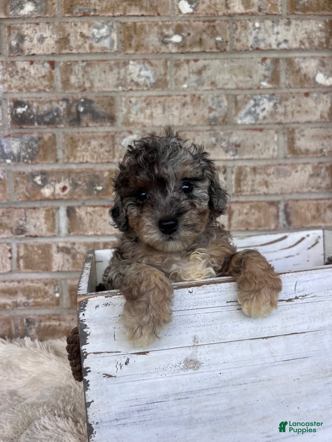 Cavapoo dogs for sale: Roxy - Image 4