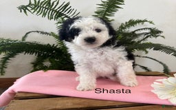 Mini Aussiedoodle dogs for sale: Shasta - Image 1