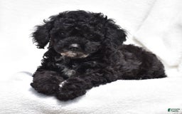 Toy Poodle dogs for sale: Bandit - Image 5