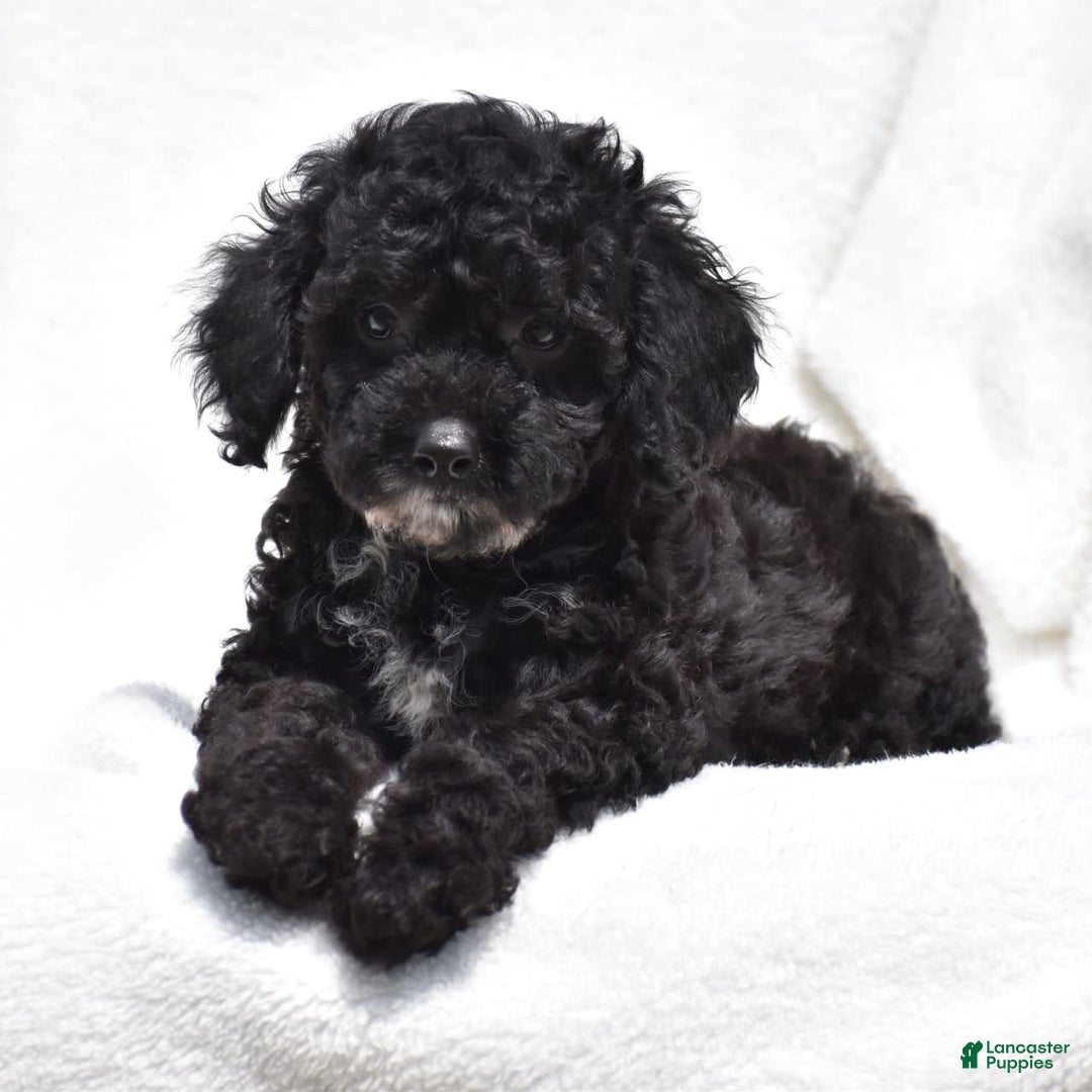 Toy Poodle dogs for sale: Bandit - Image 5