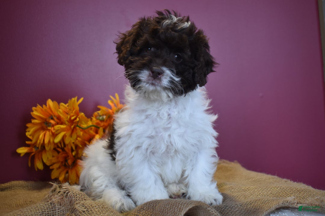 Cavapoo dogs for sale: Janie - Image 4