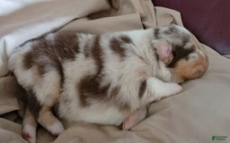 Australian Shepherd dogs for sale: Red Merle Male - Image 2