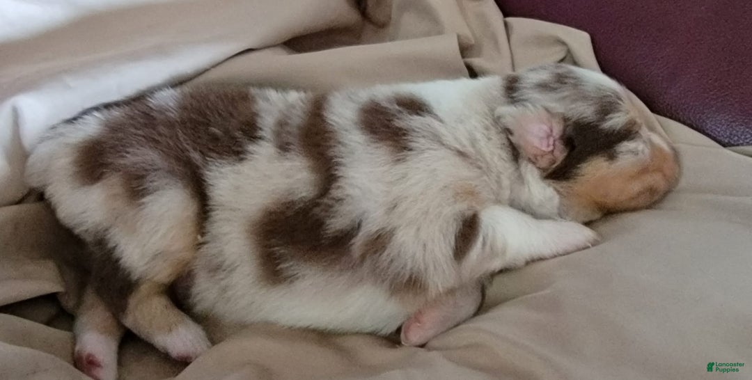Australian Shepherd dogs for sale: Red Merle Male - Image 2