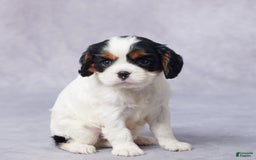 Cavalier King Charles Spaniel dogs for sale: Beth - Image 5
