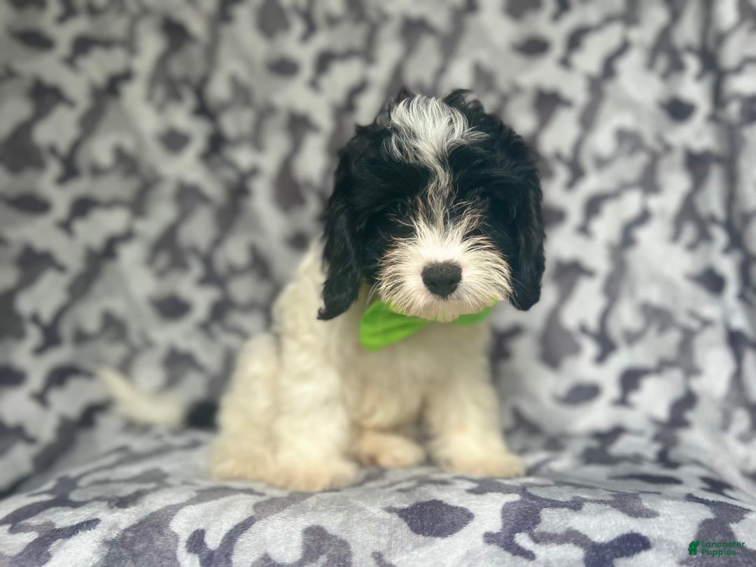 Cavapoo dogs for sale: Luke - Image 6