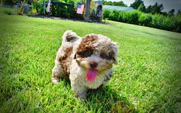 Havapoo dogs for sale: Fiesta - Image 11