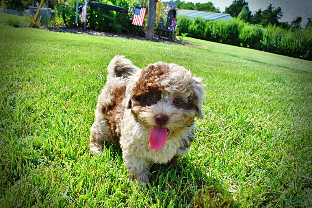 Havapoo dogs for sale: Fiesta - Image 11