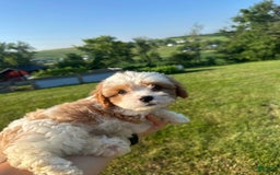 Cavachon dogs for sale: Ollie - Image 2